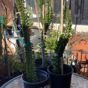 Madagascar Ocotillo plant cutting